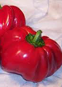 Capsicum annuum 'Red Ruffled Pimiento'